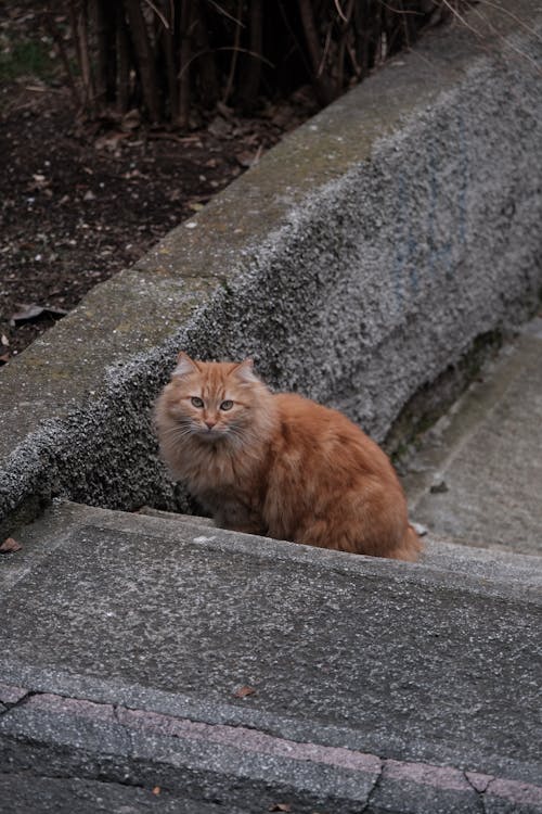 Fluffy Ginger Cat 