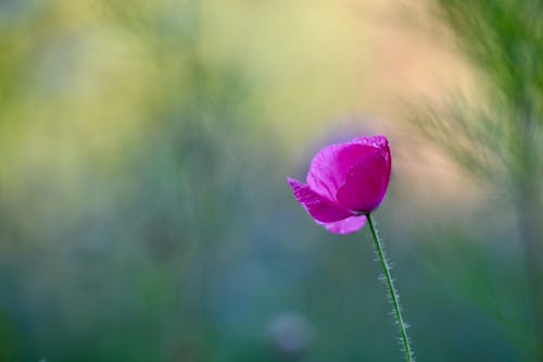 Kostnadsfri bild av blomma, delikat, natur