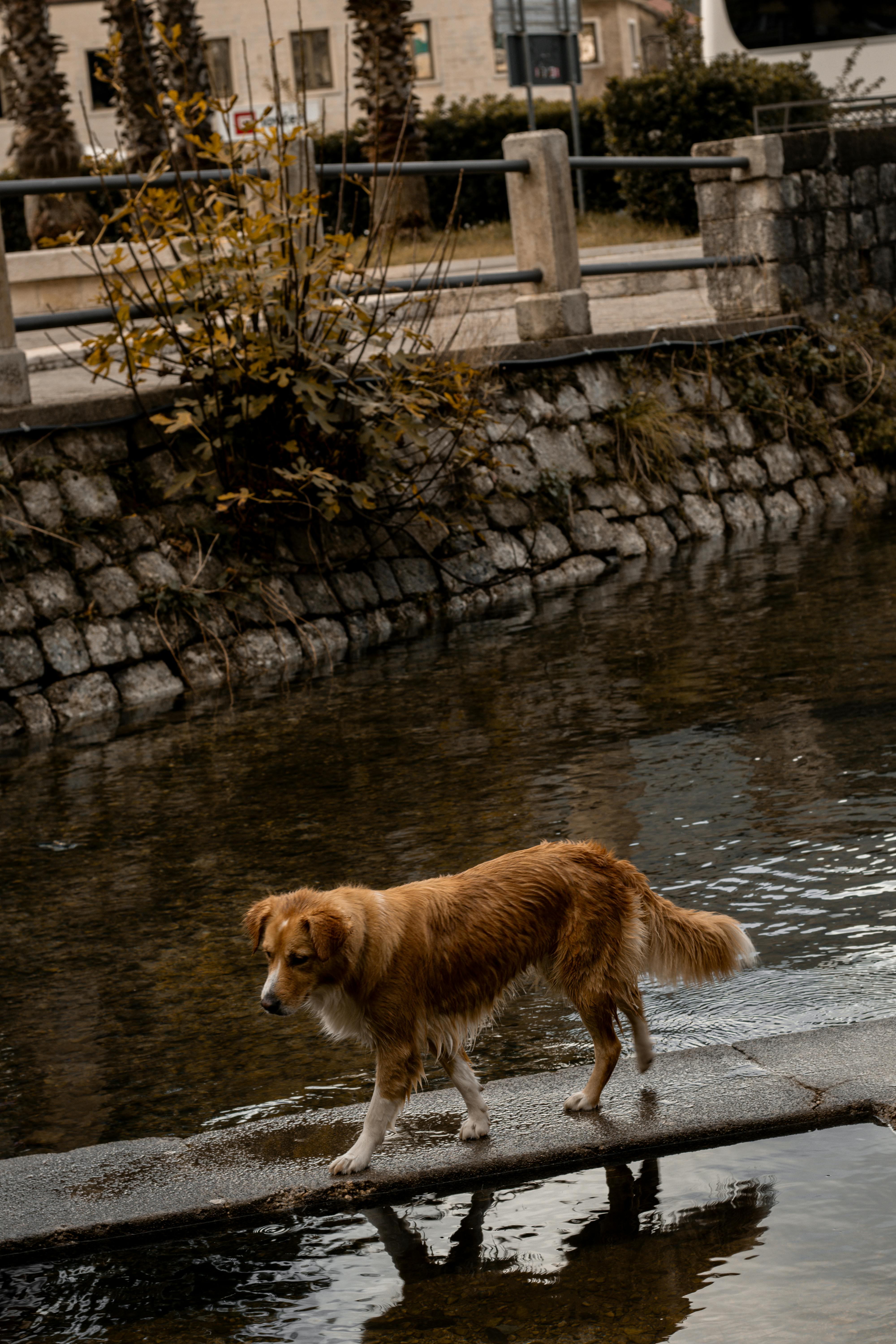 curious red dog by the river