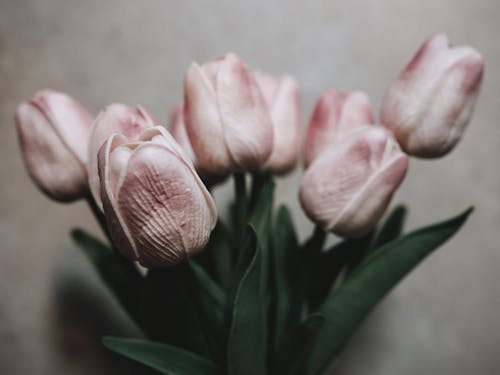 A bouquet of pink tulips in a vase