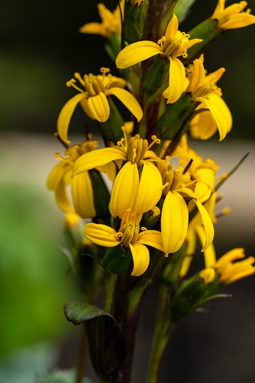 Kostnadsfri bild av Alberta, botanisk trädgård, gula blommor