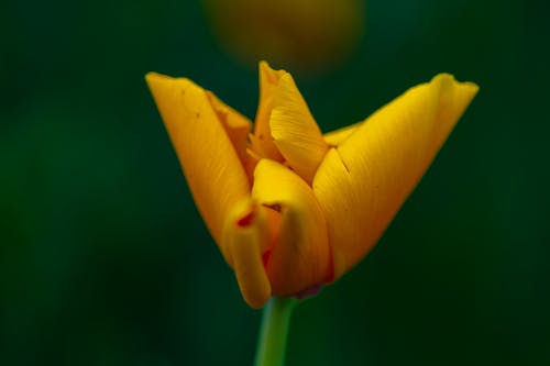 Kostnadsfri bild av Alberta, botaniska trädgårdar, gul blomma