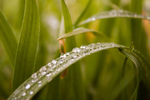 Free Macro shot of fresh green grass with dewdrops, showcasing natural beauty and freshness. Stock Photo