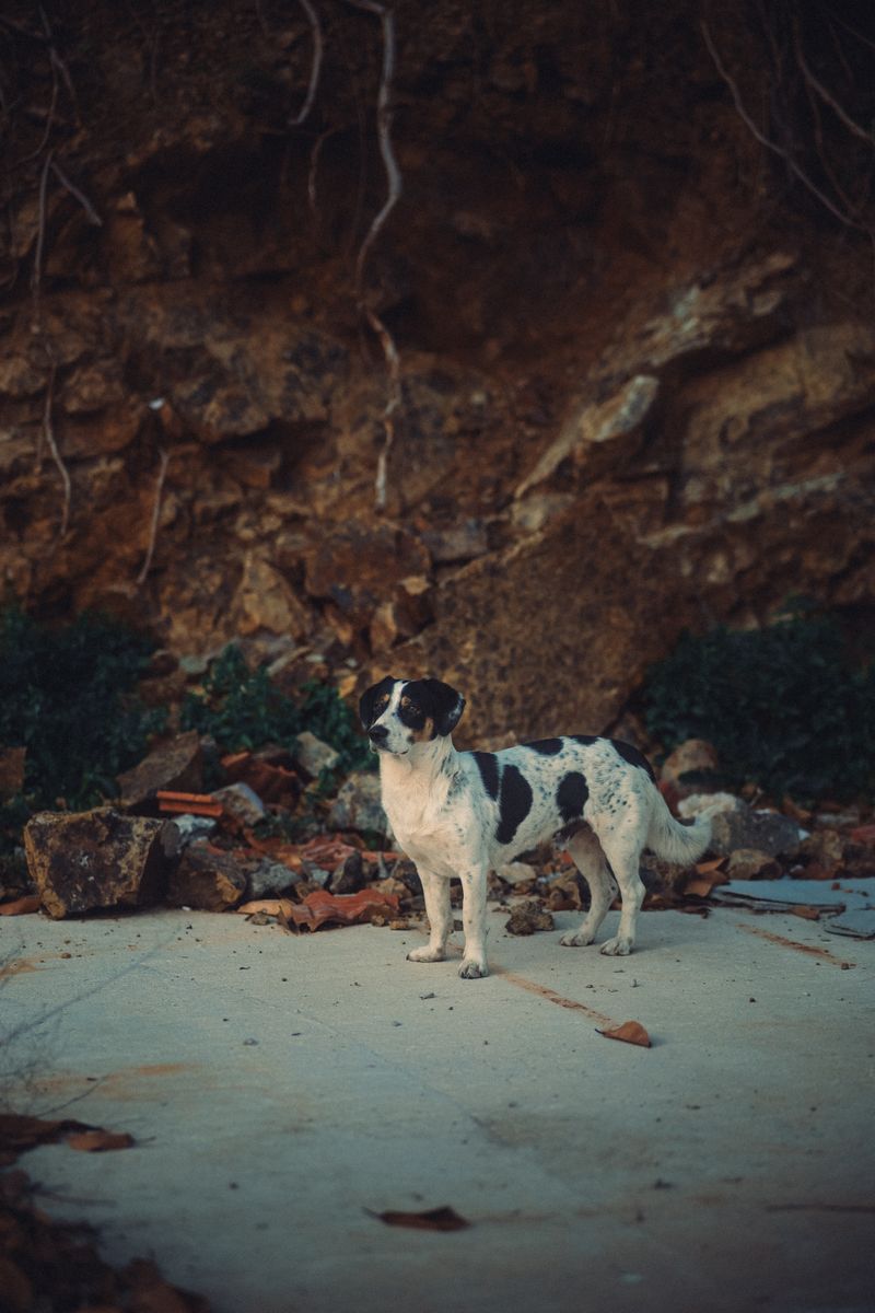 Dog resting calmly at home