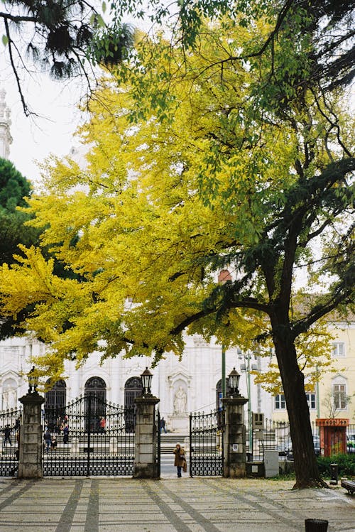 A yellow tree in front of a church