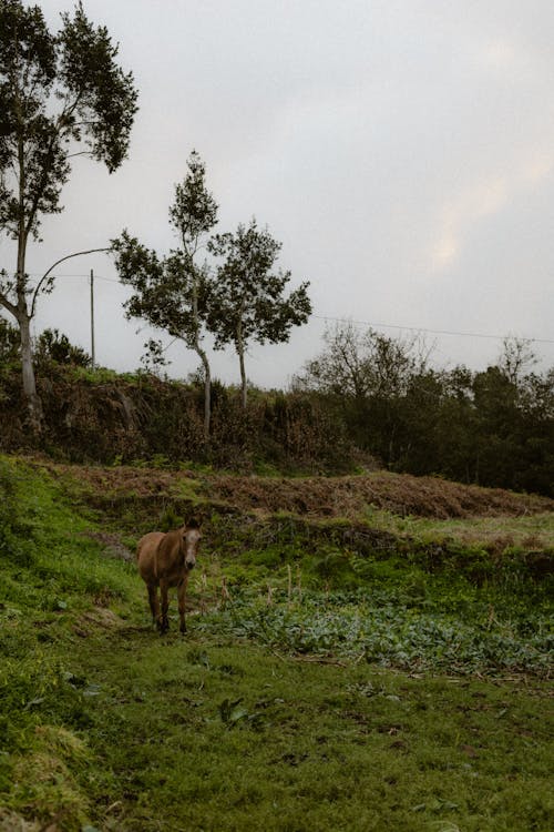 A horse standing in a field next to a tree