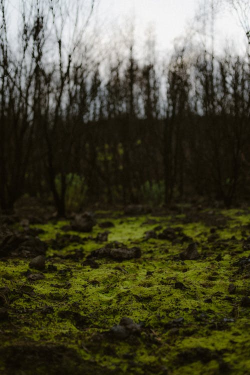 Foto profissional grátis de declínio, lixo da floresta, musgo