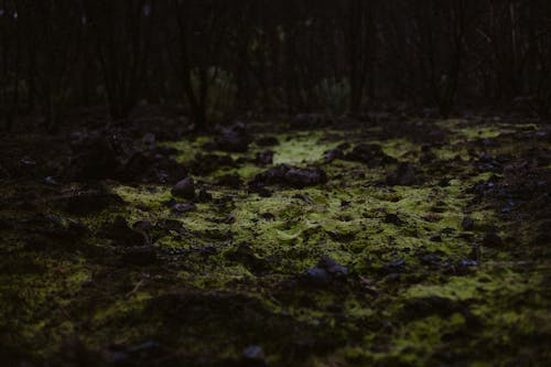 Foto profissional grátis de alvorecer, cair da noite, musgo verde