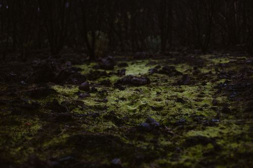 Free Moody forest scene with green moss and stones offering a serene wilderness view. Stock Photo