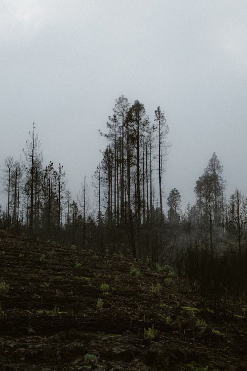 Foto profissional grátis de árvores, cenário, floresta