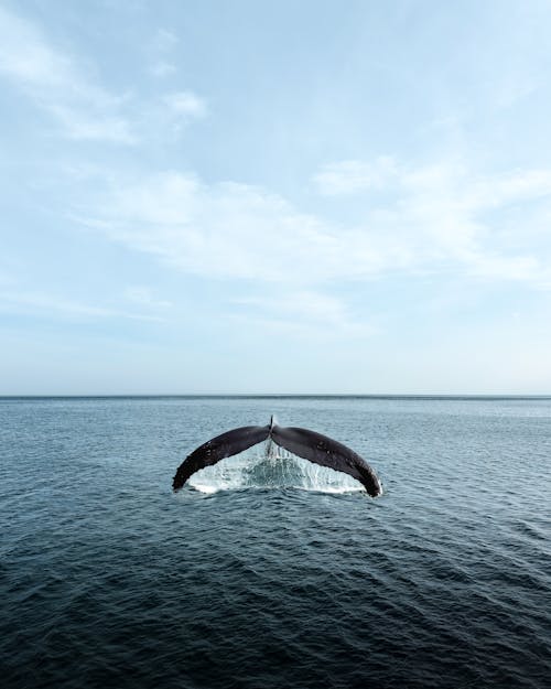 クジラ, 動物の写真, 垂直ショットの無料の写真素材