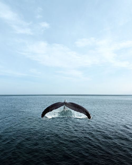 Free A majestic whale tail gracefully emerges from the ocean, showcasing the beauty of marine life. Stock Photo