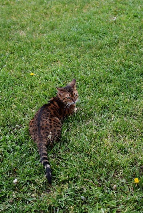 Cat Lying Down on Grass