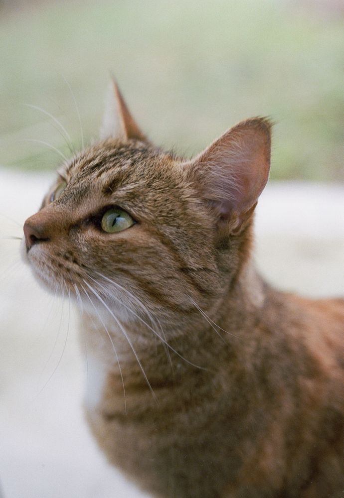 Tabby Cat Mixed Photos, Download The BEST Free Tabby Cat Mixed