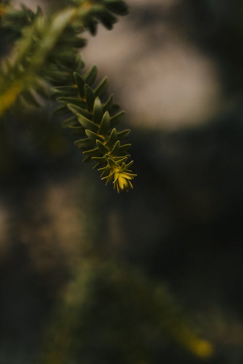 A close up of a pine tree branch with yellow flowers
