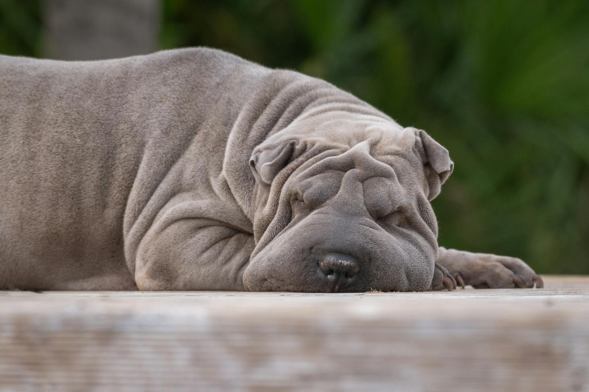 Gray Shar Pei Lying on the Pavement