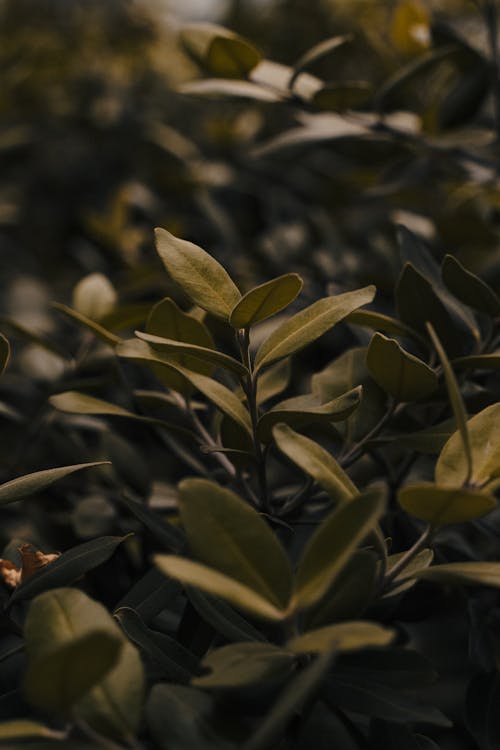 A close up of a plant with leaves