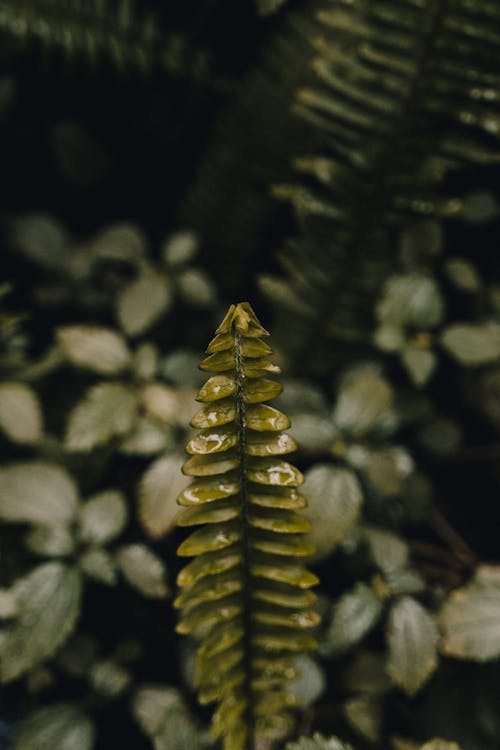 Close-up of a Fresh Fern Leaf 