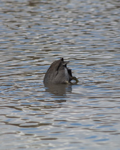 Free stock photo of american coot, aquatic bird, bottoms up