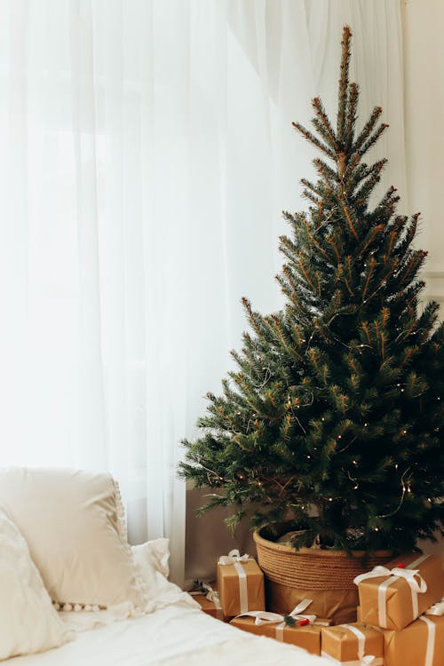 Gratis lagerfoto af gardin, gaver, juletræ