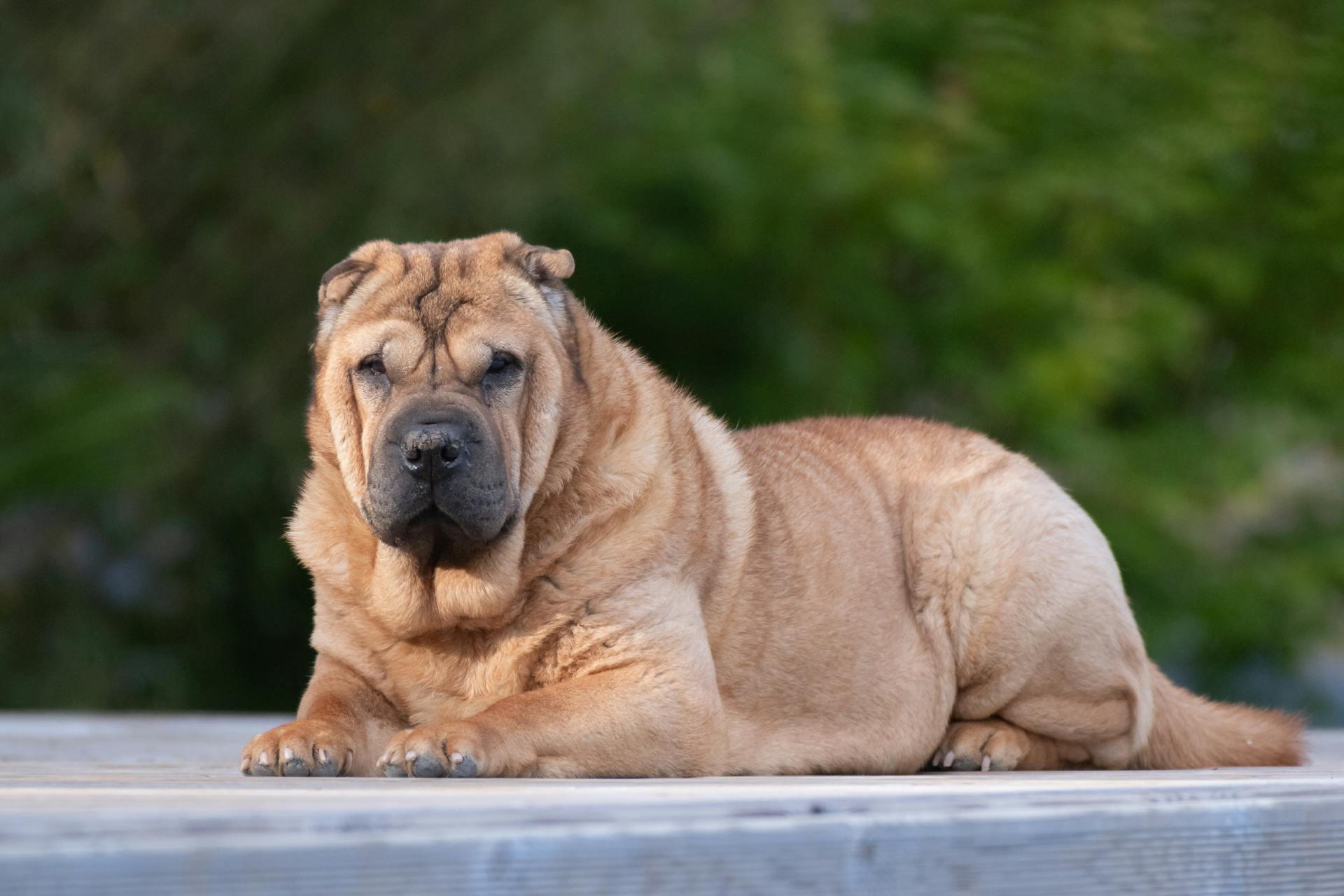 Shar Pei Lying Down on Ground