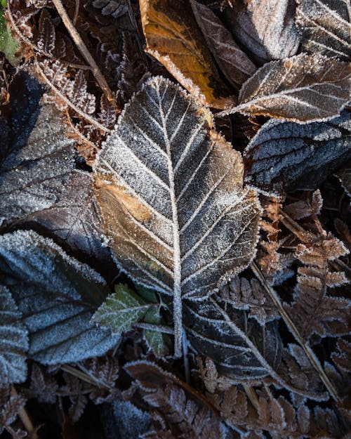 Free stock photo of close-up, frozen, icy