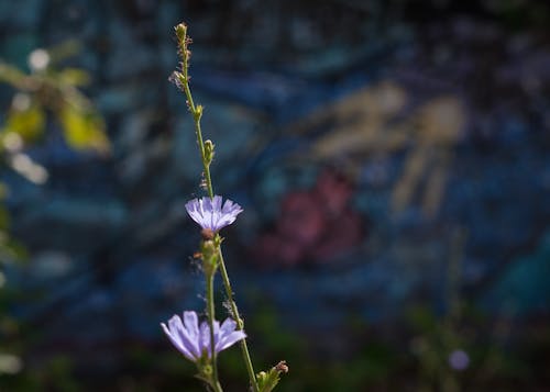 Free stock photo of chickory, flowers, graffitti