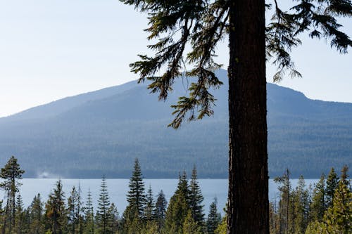 Free stock photo of diamond lake, forest, landscape