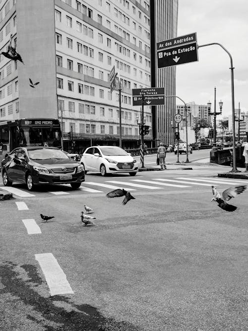 A black and white photo of a city street with birds