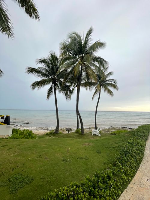 Free A serene tropical beachfront with palm trees and calm ocean waves under a cloudy sky. Stock Photo