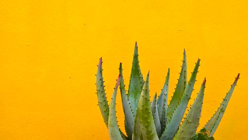 Free Aloe Vera plant in front of a vibrant yellow wall creates a striking contrast. Stock Photo