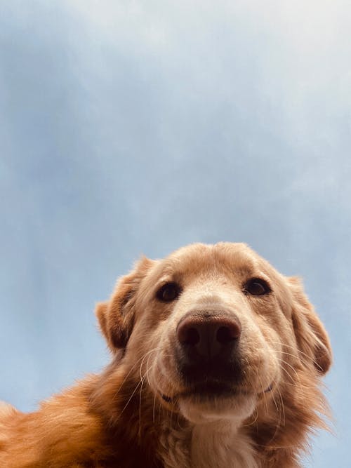 A golden retriever looking up at the sky