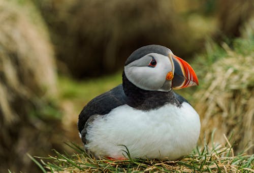 A puffin bird sitting on a pile of hay