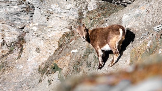 A young Alpine Ibex (Capra ibex) standing on a rocky mountain slope under bright sunlight.