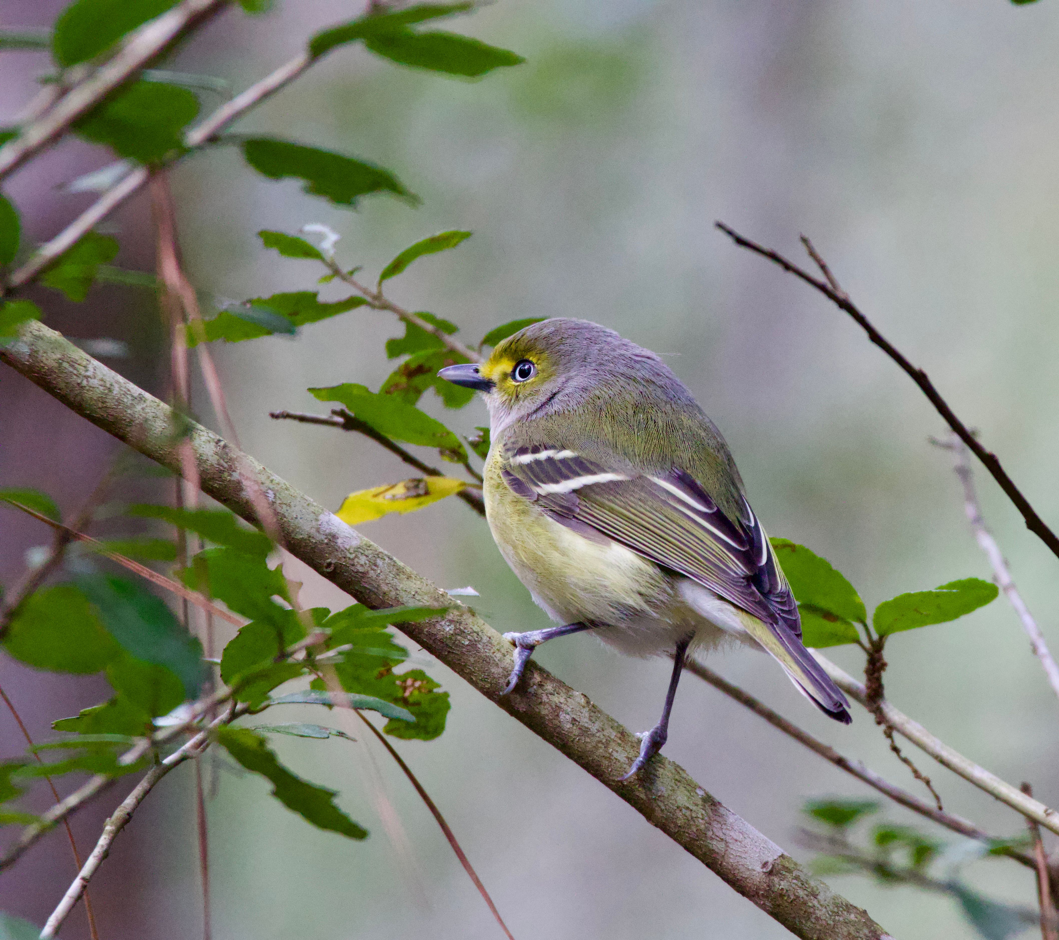 Foto: Laura Phillips / Pexels