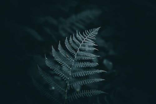 Close-up of Fern Leaf on Dark Background