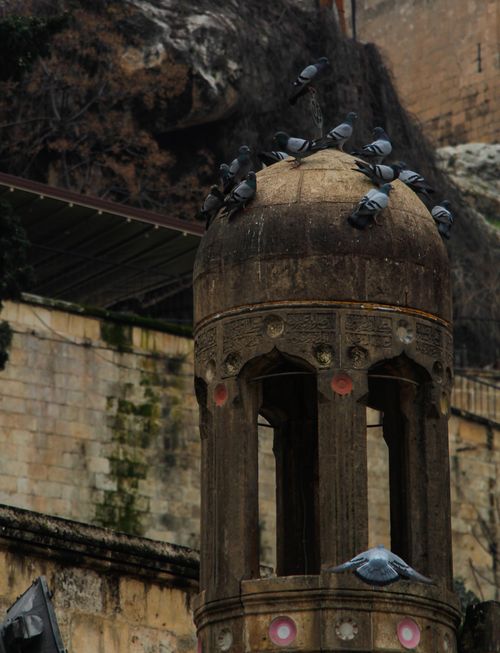 Free Pigeons resting on an aged architectural structure in Şanlıurfa, featuring intricate stone design. Stock Photo