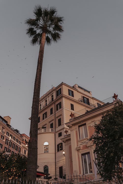 Palm Tree and Building