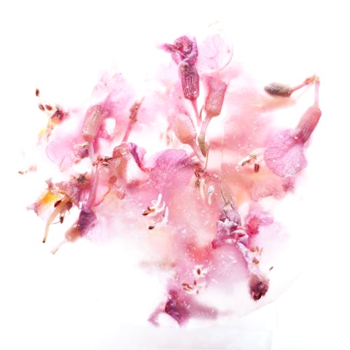 冰, 栗子, 粉紅色的花 的 免費圖庫相片