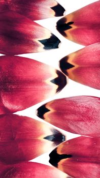 A vibrant abstract composition of overlapping red petals set in a vertical pattern, showcasing natural textures.