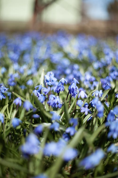 Gratis arkivbilde med blå blomster, blomsterbed, blomstre