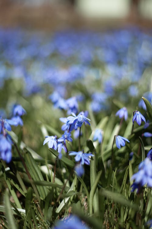 Kostnadsfri bild av "små blommor", blå blommor, blomfotografi