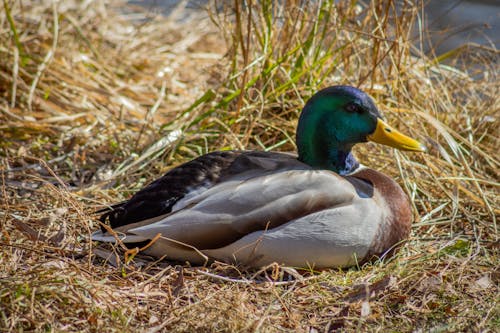 Duck in Grass