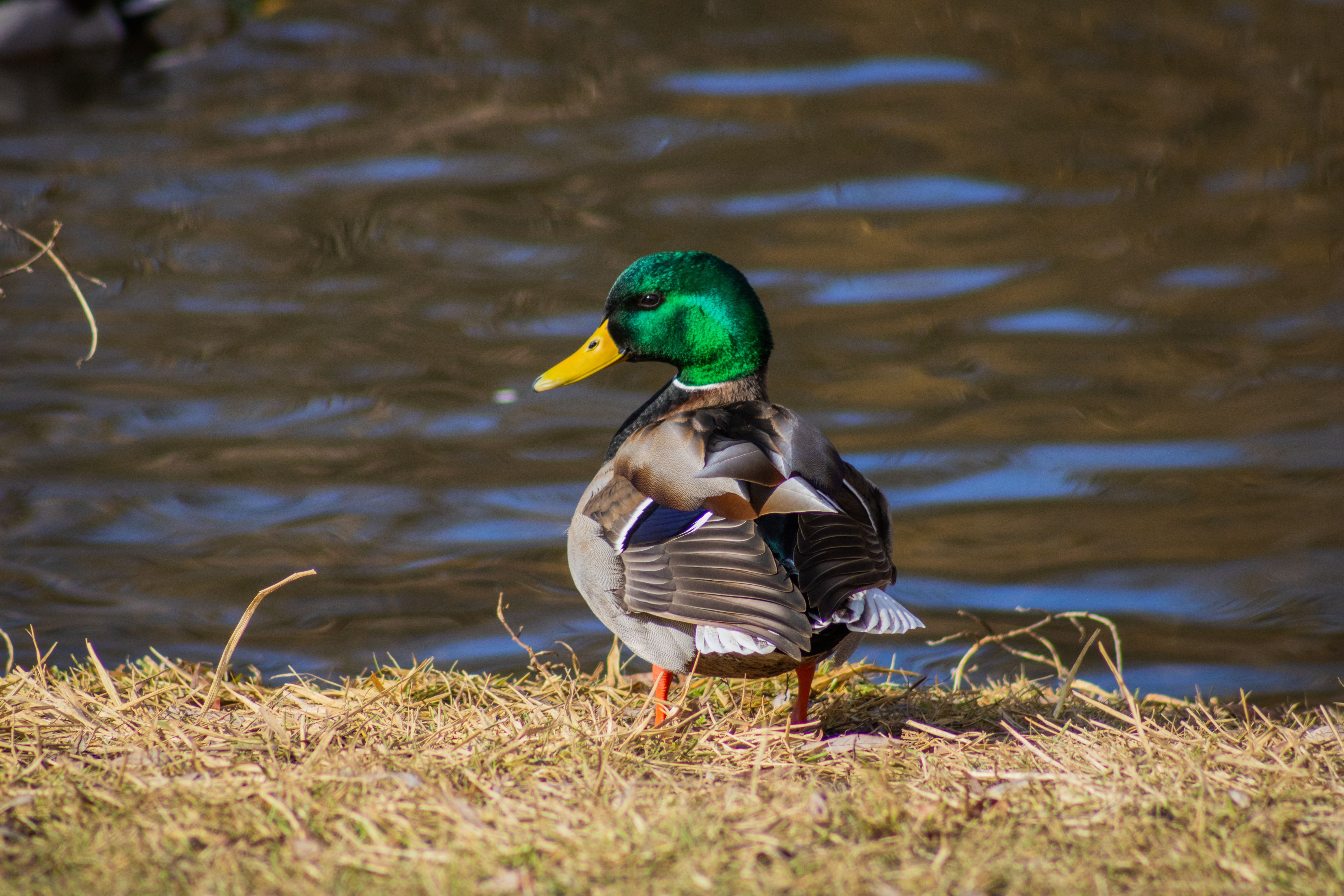 A Duck on the Lakeshore · Free Stock Photo