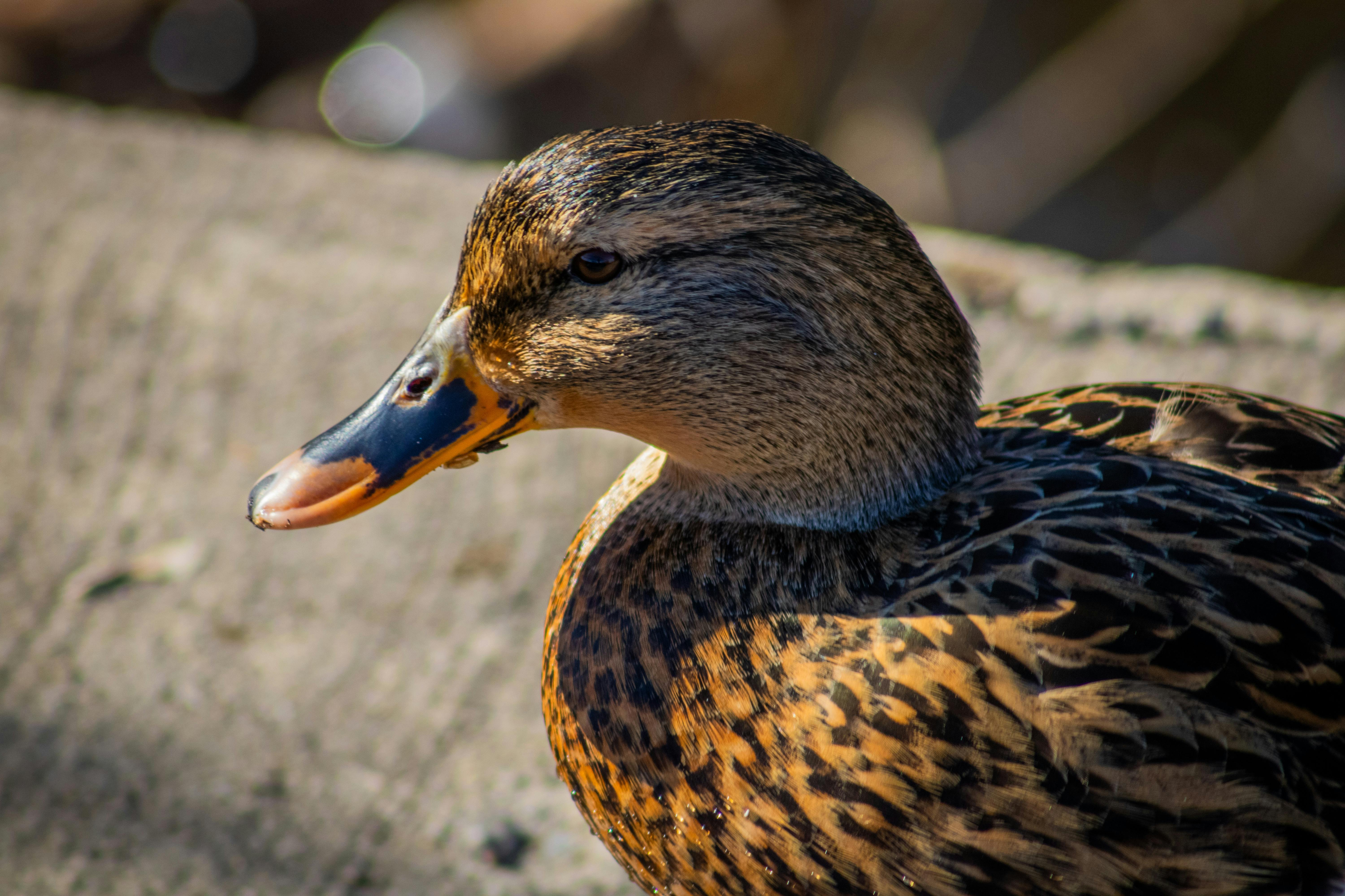 portrait of duck