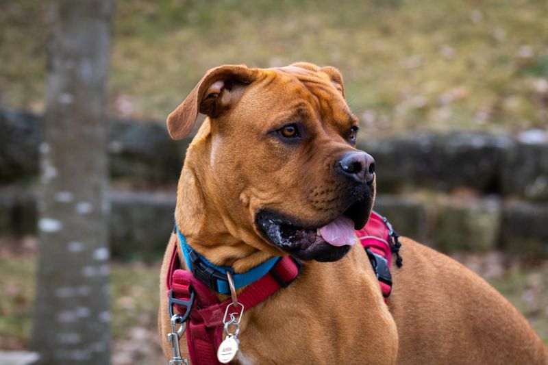 Otis - photo 1