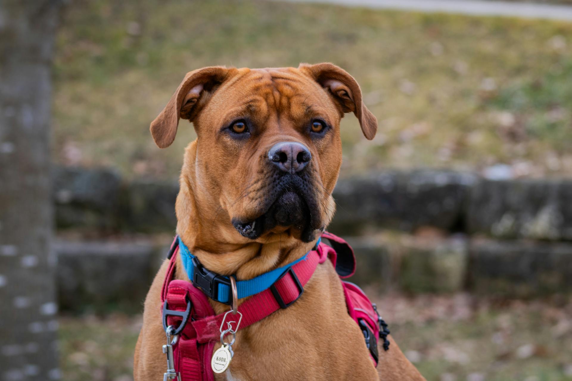 Focused Boxer Dog