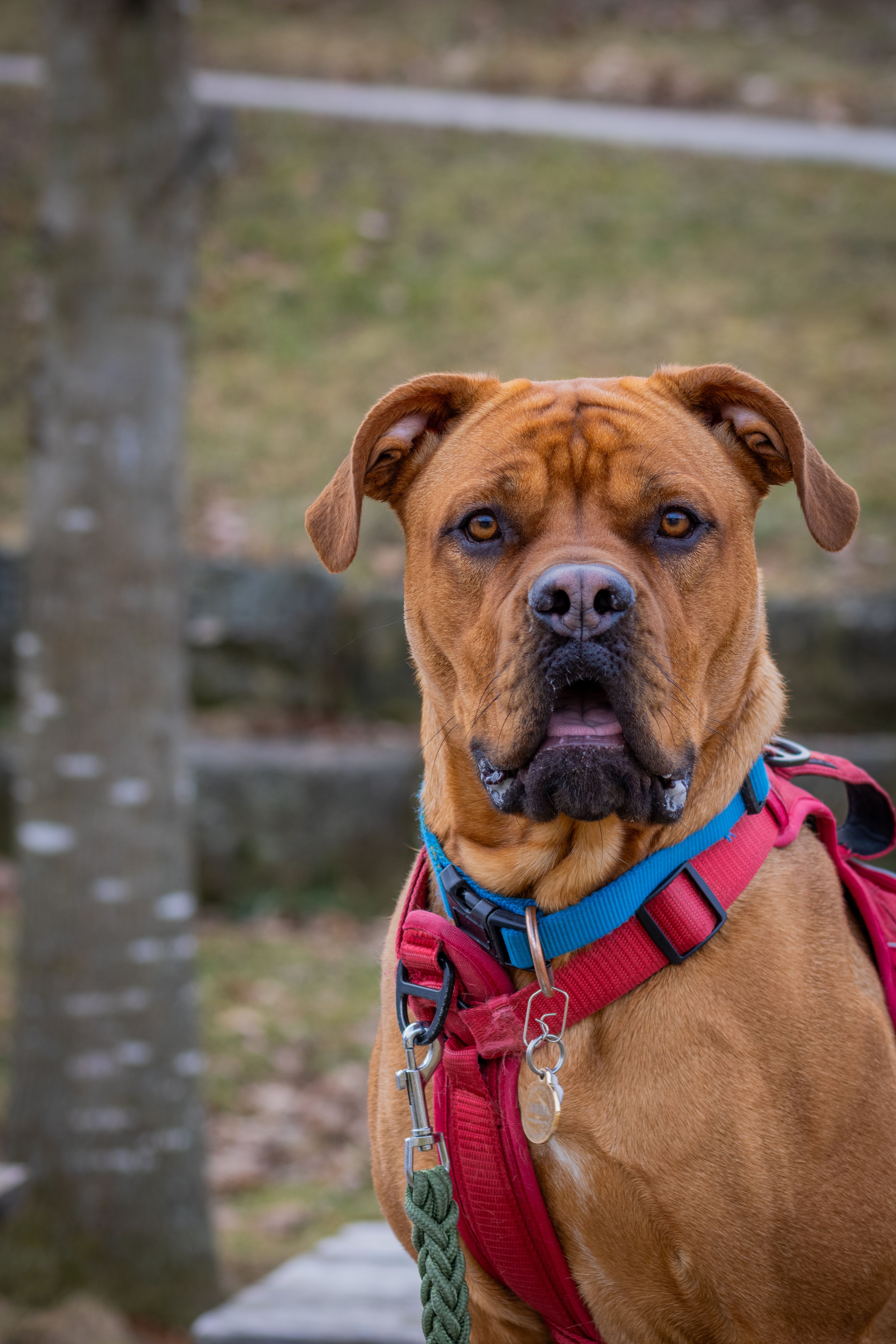 A focused Boxer dog in a red harness standing outdoors in a park, showcasing a surprised expression.