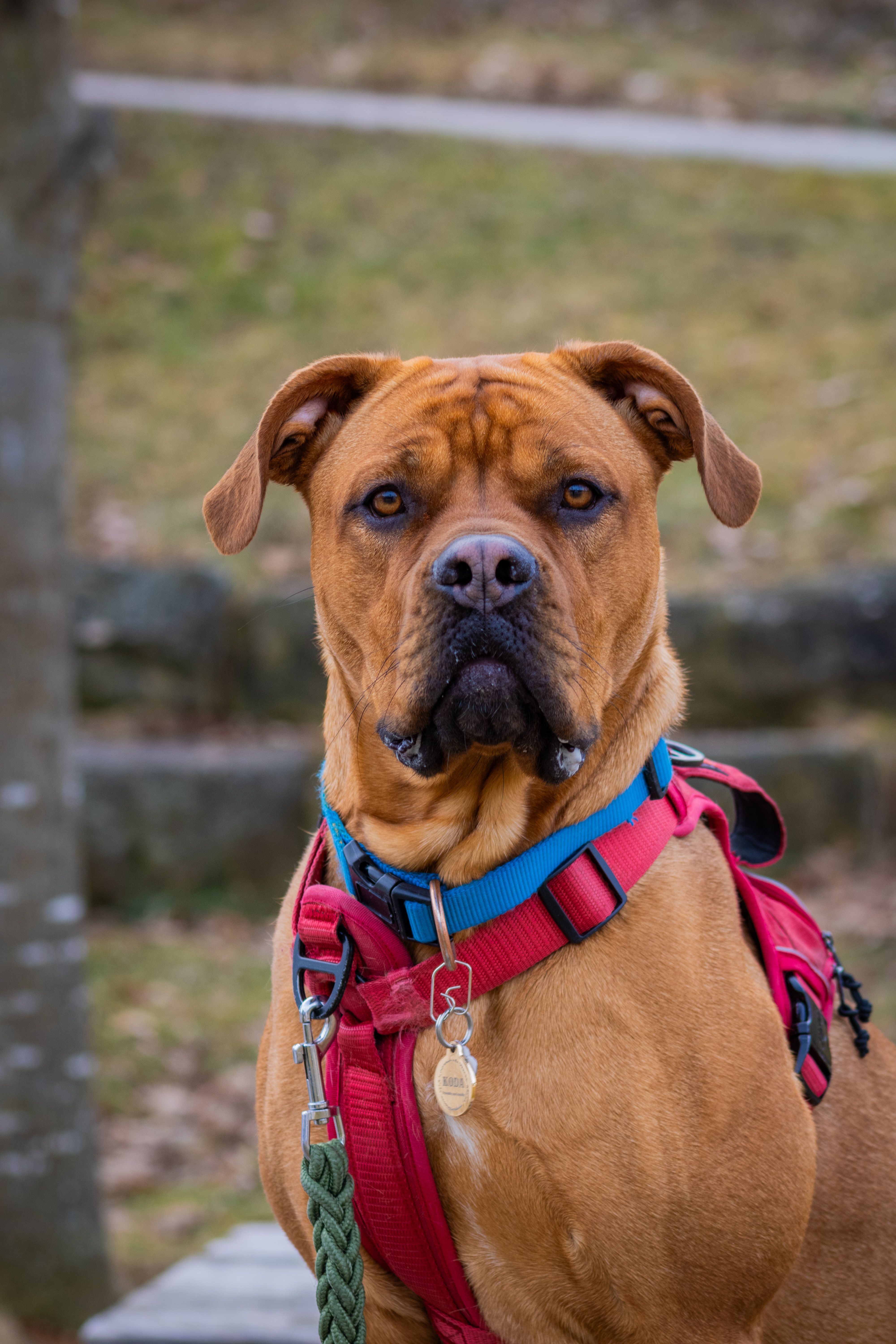 A majestic Boxer dog sitting attentively outdoors wearing a red harness.