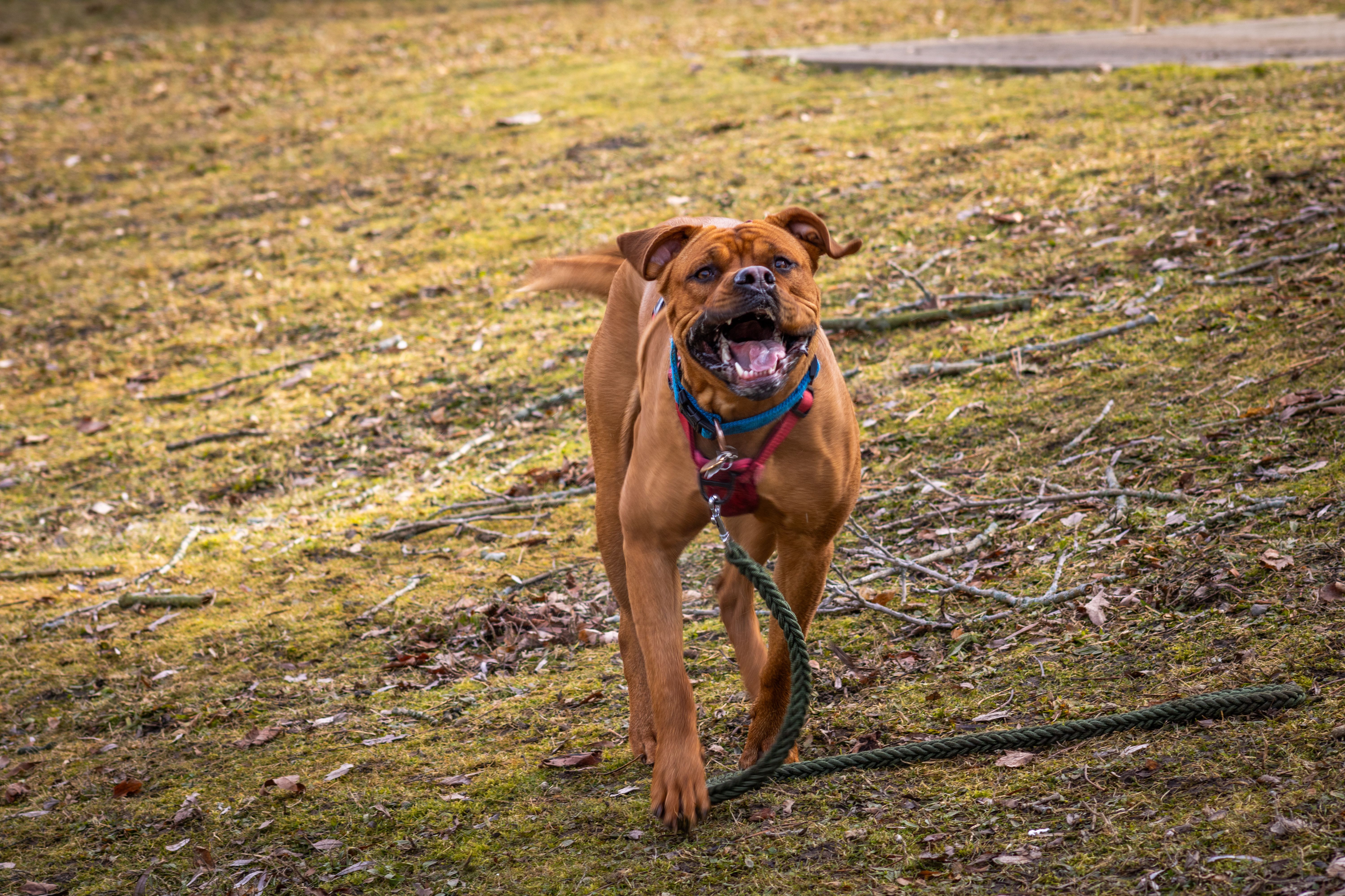 Boxer on Grass / Nylon Rope Dog Leash